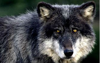 As Best I Can by David Farber