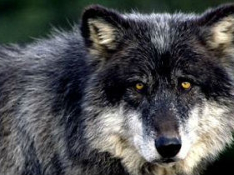 As Best I Can by David Farber