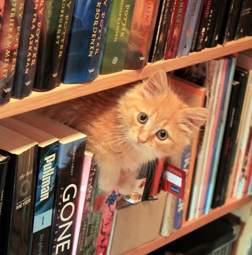 cat on bookshelf 