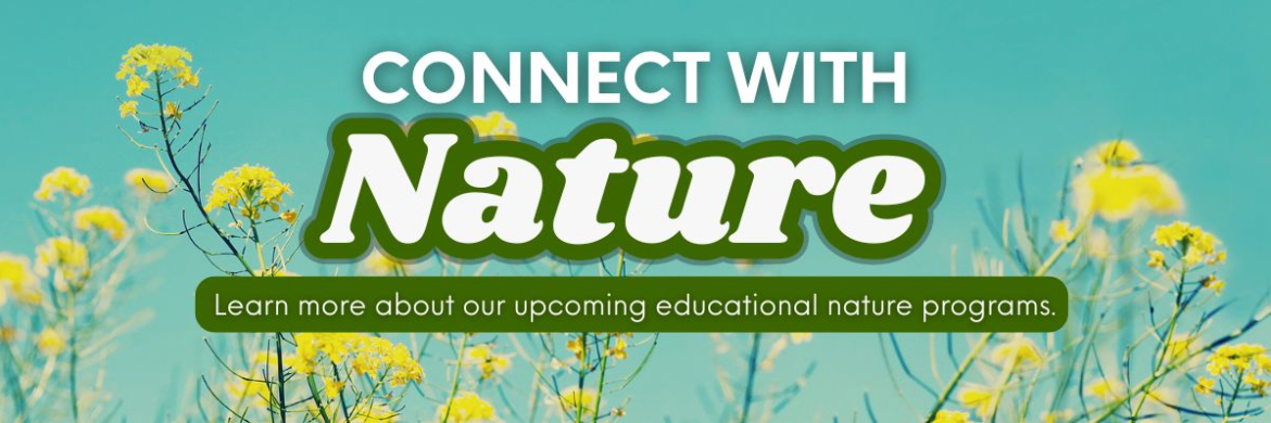Connect with nature with spring educational programs at the library with blue sky background and yellow flowers.